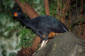 Hocco alector,.Crax alector, Black Curassow