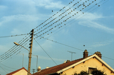 Hirondelle de fenêtre,.Delichon urbicum, Western House Martin © JAG IMAGES