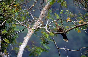 Hoazin huppé,.Opisthocomus hoazin, Hoatzin, Parc national de Manu, Pérou
