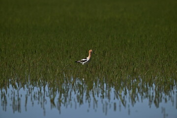 AMERICAN AVOCET