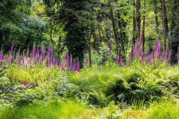 Foxglove wildflowers "Digitalis purpurea" blooming in woodland. Vibrant pink flowers in bright sunshine in lush forest during summer. Wicklow, Ireland © Nicola.K.photos