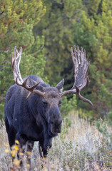 Bull Moose During the Rut in Autumn in Wyoming