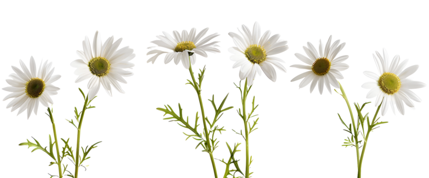 White daisies on a white