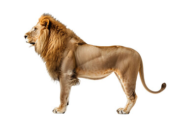 Obraz premium lioness with two cubs laying down white background