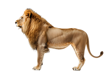 lioness with two cubs laying down white background