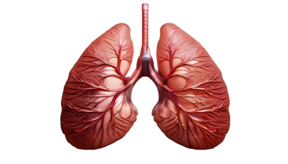 Lungs on white isolated transparent background