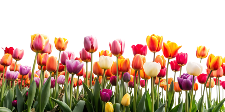 a tulip field isolated on white background.AI GENERATED