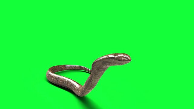 3d Illustration King Cobra The World's Longest Venomous Snake Isolated on Black Background, King Cobra Snake with Clipping Path.