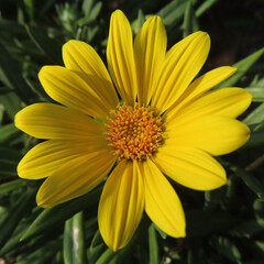 日本でガザニアが黄色い花を咲かせています