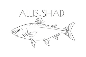 Illustration of a Animal - Allis Shad, Actinopterygii
