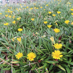 日本でガザニアが黄色い花を咲かせています