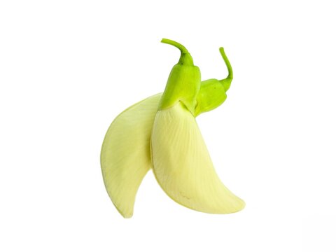 Agasta, Sesban, Vegetable humming bird, Humming bird tree, Butterfly tree, Agati or Sesbania grandiflora is a Thai herb isolated on white background included clipping path.