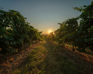 Vineyard agricultural fields in the countryside, beautiful aerial landscape during sunrise.