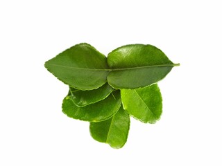 Kaffir lime leaves on a white background. Used for cooking and as an herb that is beneficial to the body.
