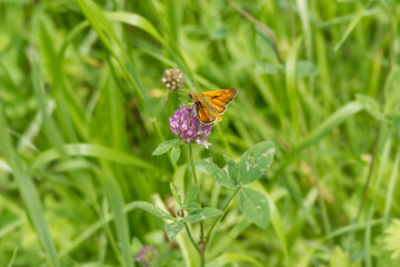 Large Skipper butterfly (Ochlodes sylvanus) perched on a pink flower in Zurich, Switzerland