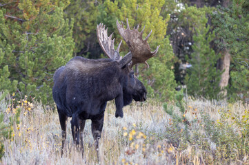 Bull Moose During the Rut in Autumn in Wyoming