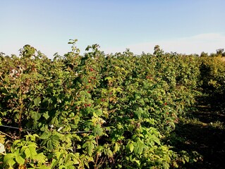 Raspberry plantation with tall thick raspberry bushes and bright red fruits on branches among green leaves. Growing berries and fruits on an industrial scale.