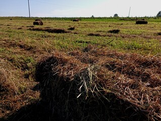 In the foreground is a bale of baled hay on a spacious mowed field. Preparation of fodder for animals. Beautiful landscape on a field with hay.