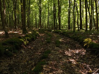 The old forest dirt road is overgrown with green moss and deep ruts.