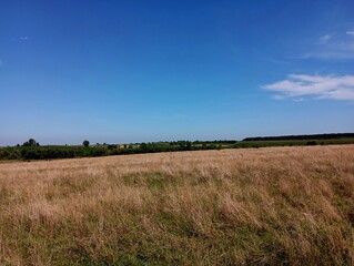Obraz premium Beautiful field landscape on a flat meadow with dry grass and clear blue sky. A forest and green agricultural crops can be seen on the horizon.
