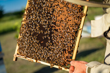 A beekeeper inspecting a honeycomb frame in the afternoon sun. A beekeeper examines a frame filled with bees and honeycomb outdoors.