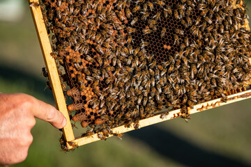 Beekeeper examining a honeycomb frame in a sunny apiary. A beekeeper inspects a honeycomb frame...