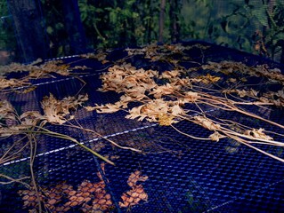 The herbal seasoning is dried in a special dryer made of a blue fine mesh. The topic of harvesting useful medicinal herbs.