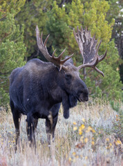 Bull Moose During the Rut in Autumn in Wyoming