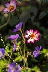 flower in the garden