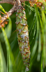 close up of a pine cone