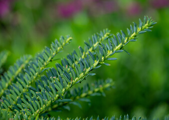 close up of fern leaf