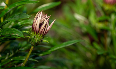 close up of a flower