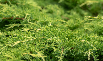 green plant leaves background