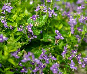 flowers in the field