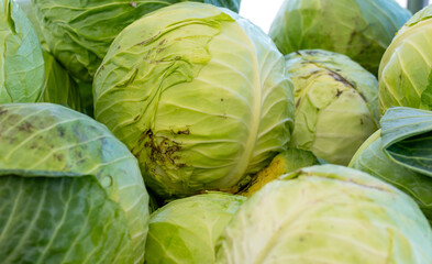 Fototapeta premium cabbage in the market