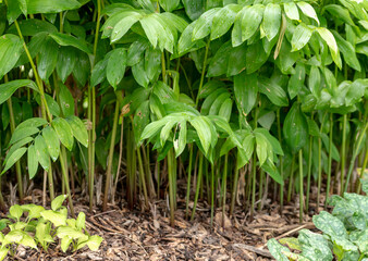 green plants in the garden
