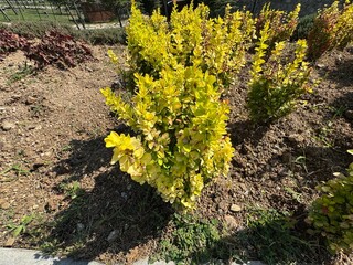 Berberis thunbergii with yellow leaves in the garden. Berberis thunbergii aurea nana plant also known as Golden Nugget is a thorny shrub with lime-like yellow foliage. Japanese barberry, Yellow Maria.