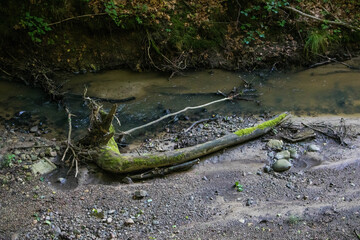  Srebrny Potok w Lesie Bażantarnia -Elbląg  © Patryk