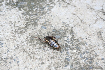 Cockroach are a paraphyletic group of insects belonging to Blattodea. Its other name roaches. It is a house insects. These are found in almost all the houses. 
