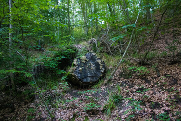 Las Bażantarnia - Elbląg, 