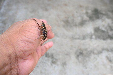 Cockroach are a paraphyletic group of insects belonging to Blattodea. Its other name roaches....