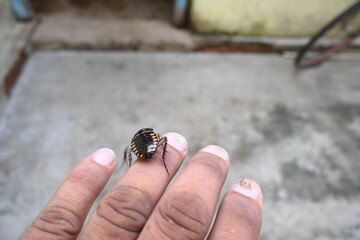 Cockroach are a paraphyletic group of insects belonging to Blattodea. Its other name roaches. It is a house insects. These are found in almost all the houses. 
