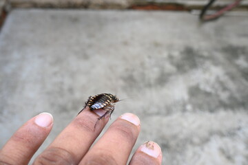 Cockroach are a paraphyletic group of insects belonging to Blattodea. Its other name roaches. It is a house insects. These are found in almost all the houses. 
