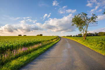 Route de campagne au milieu des champs au printemps.