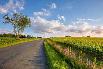 Route de campagne au milieu des champs au printemps.