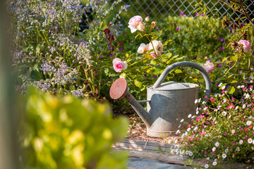 Vieil arrosoir dans un jardin potager au printemps au milieu des plantes et des légumes. © Thierry RYO