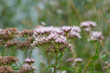Eupatorium cannabinum flowers, close-up. hemp-agrimony, holy rope.