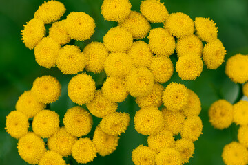 Beautiful yellow Tansy flowers (Tanacetum vulgare), close-up. common tansy, bitter buttons, cow...