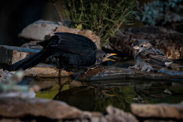 Blackbird and sparrow fighting in a pond of water.