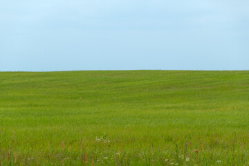 Green meadow and blue sky. Calm summer landscape.